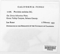 Puccinia caricina image
